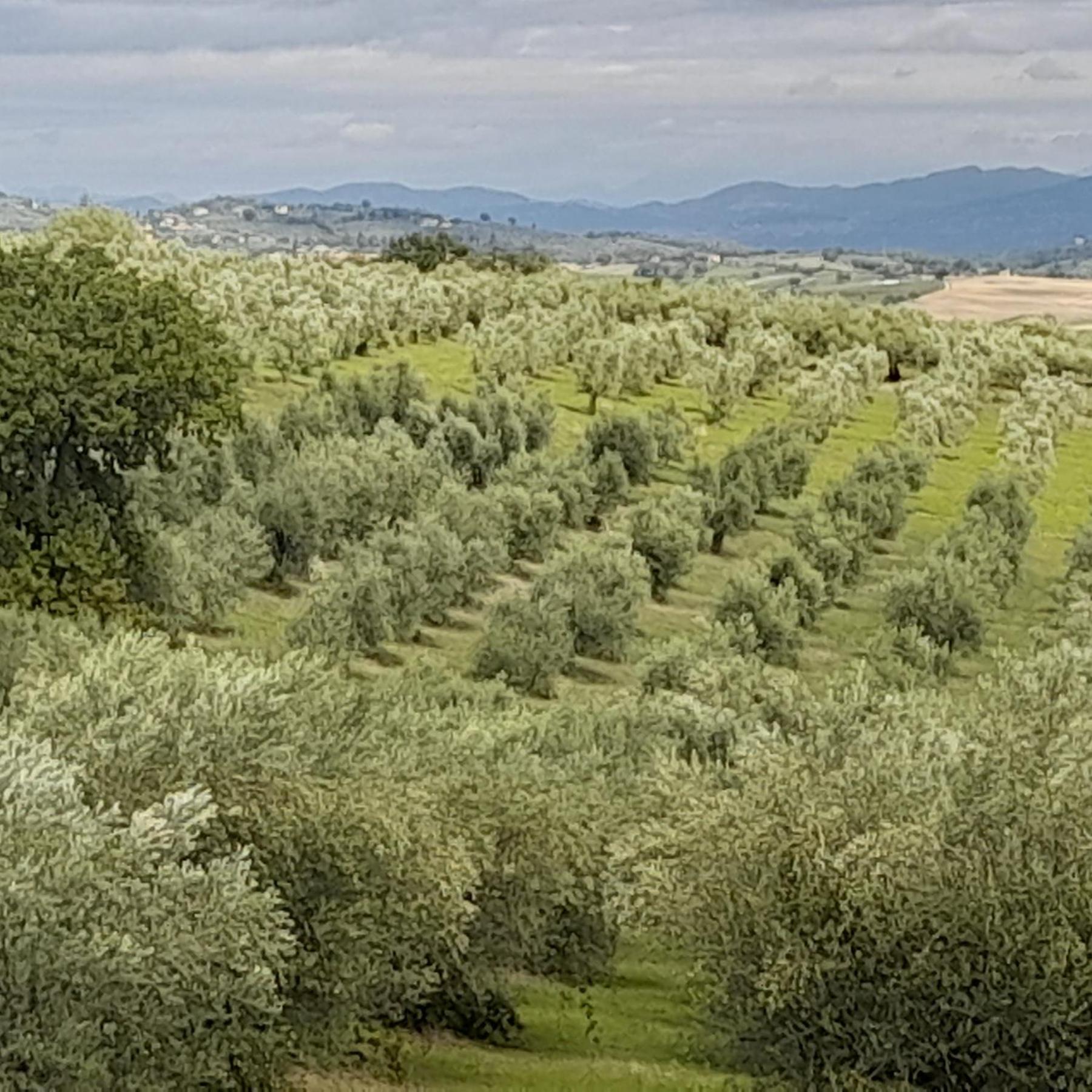 Tenuta San Felice Giano dellʼUmbria Exteriör bild