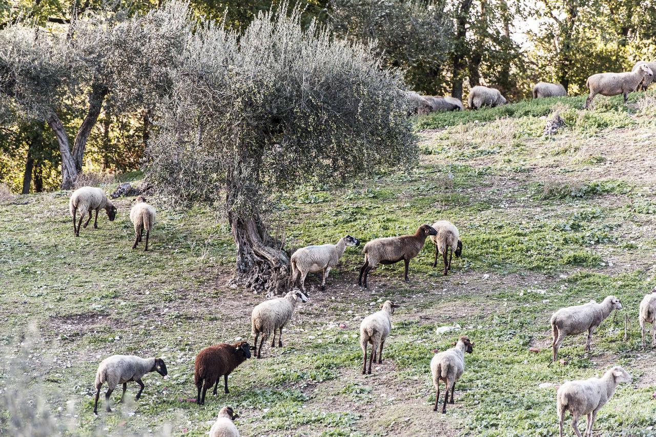 Tenuta San Felice Giano dellʼUmbria Exteriör bild